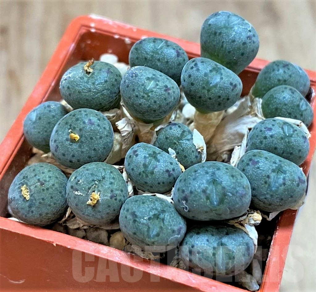 SHPR39859 Conophytum tantillum ssp. lindenianum COP142-7 - Image 2