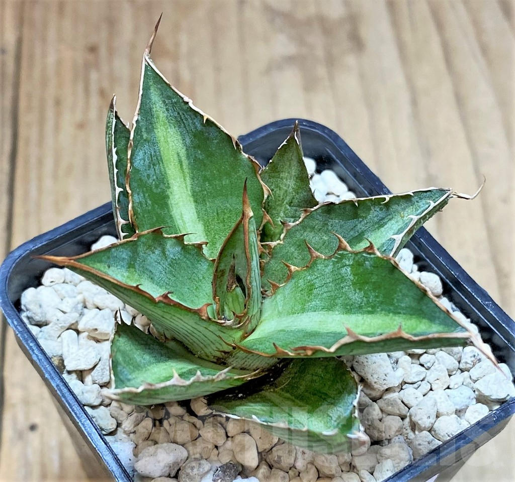 SHPR39916 Agave lophantha 'Double green' - Image 2