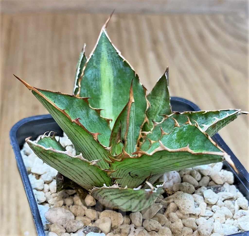 SHPR39916 Agave lophantha 'Double green'