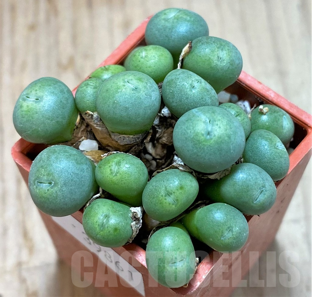 SHPR39861 Conophytum minutum
