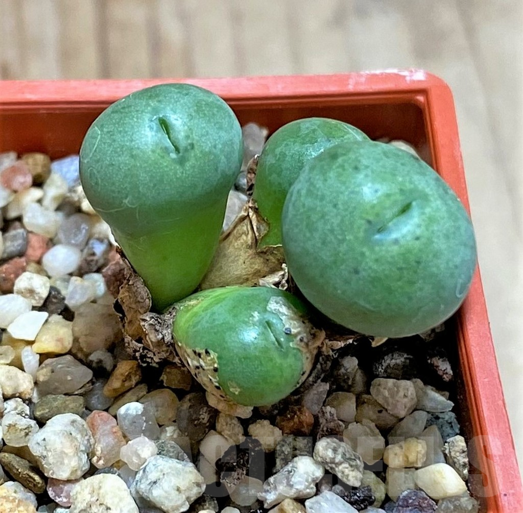 SHPR39863 Conophytum minutum