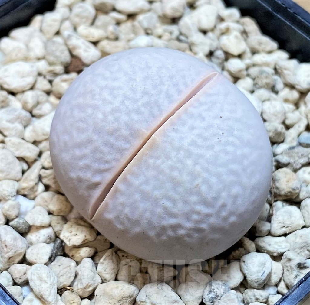 SHPR39868 Dinteranthus pole-evansii