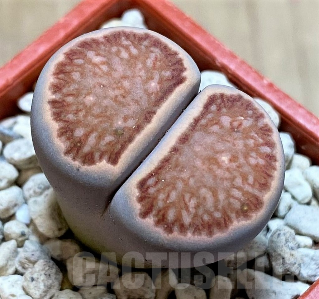 SHPR39874 Lithops julii 'Kikushogiyoku' hybrid