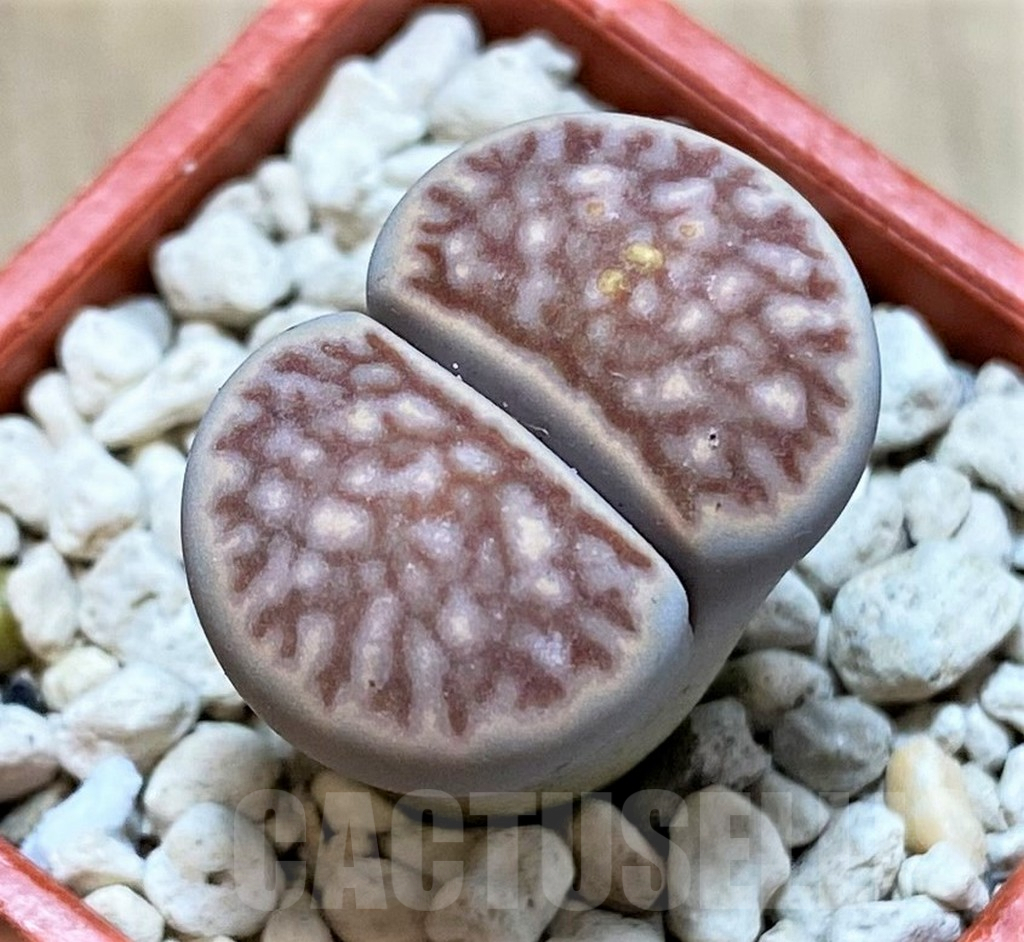 SHPR39875 Lithops julii 'Kikushogiyoku' hybrid