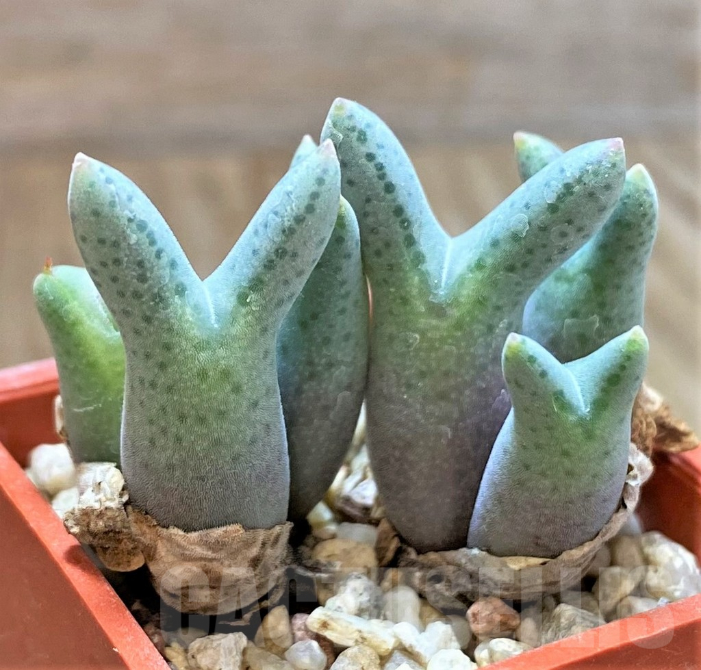 SHPR39857 Conophytum blandum - Image 2
