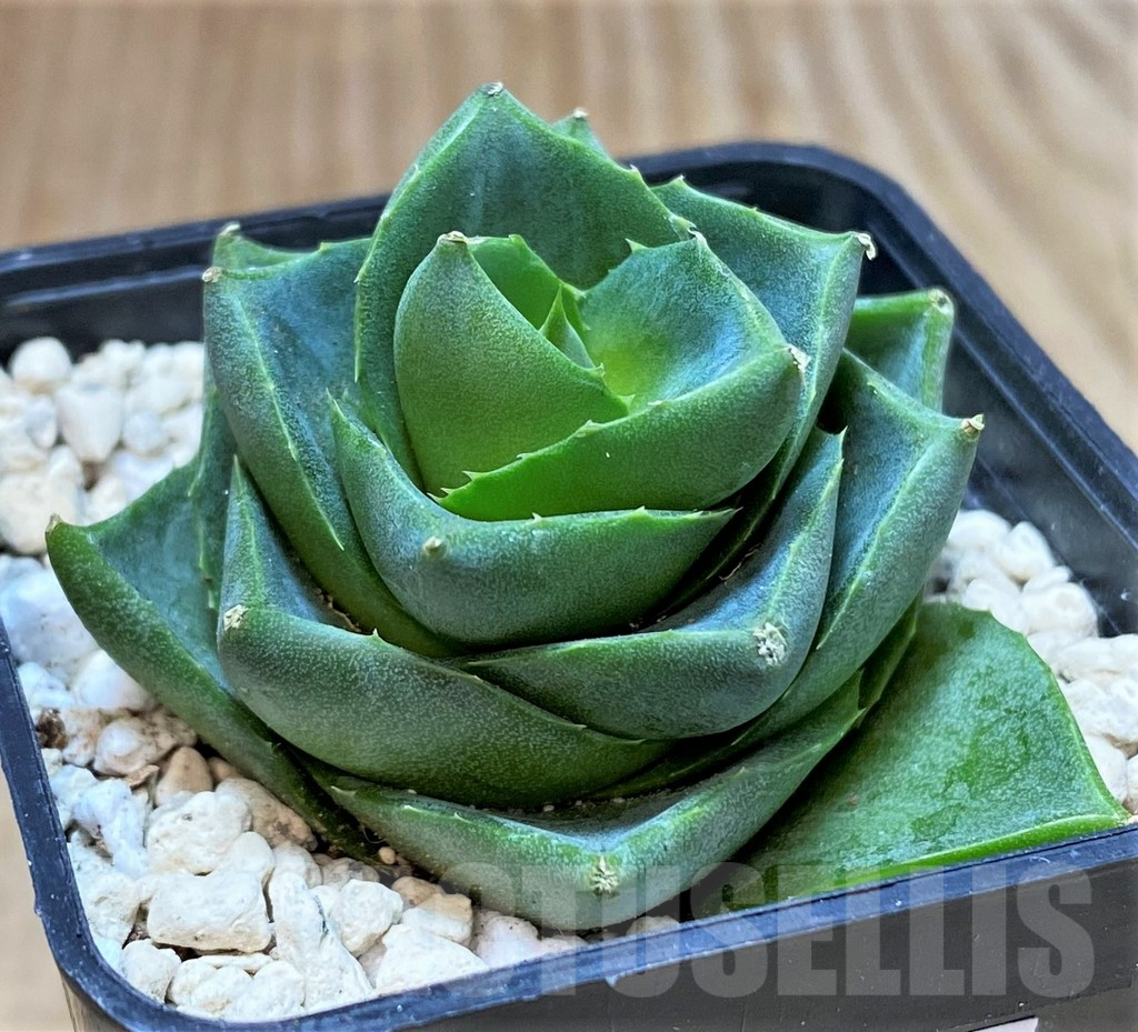 SHPR39983 Agave pixie - Image 2