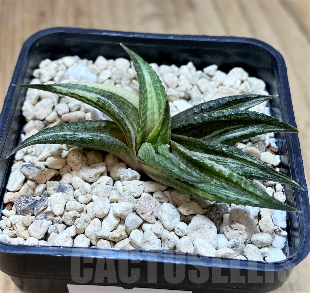 SHPR40025 Haworthia limifolia f. variegata - Image 2