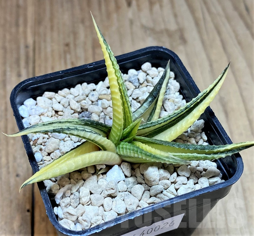 SHPR40026 Haworthia limifolia f. variegata - Image 2