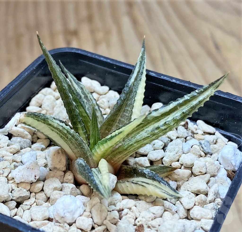 SHPR40027 Haworthia limifolia f. variegata - Image 2