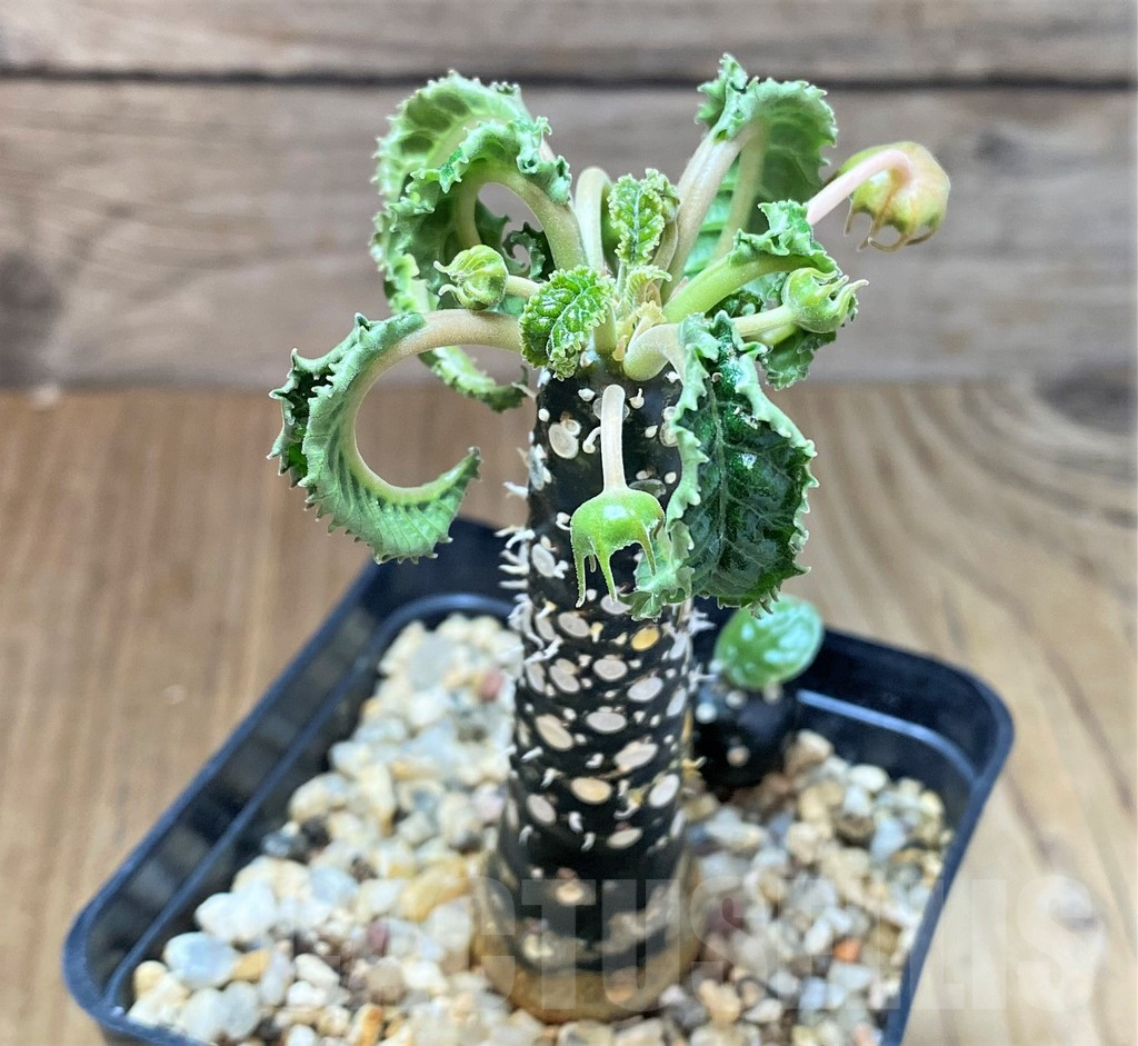SHPR39989 Dorstenia foetida 'Thamaka'