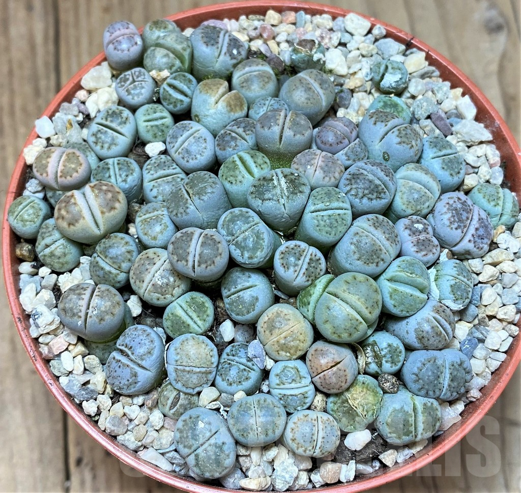 SHPR40002 Lithops fulleri v. rouxii