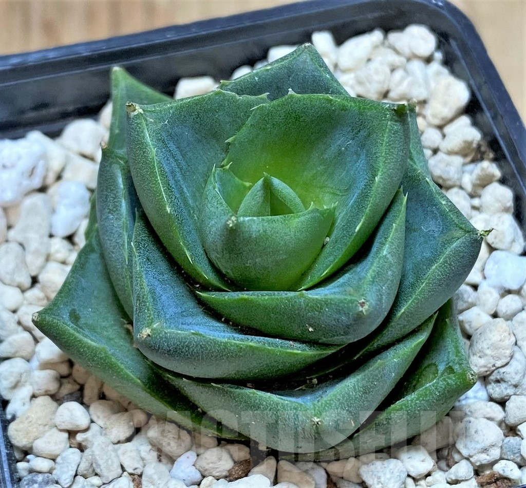 SHPR39982 Agave pixie - Image 2
