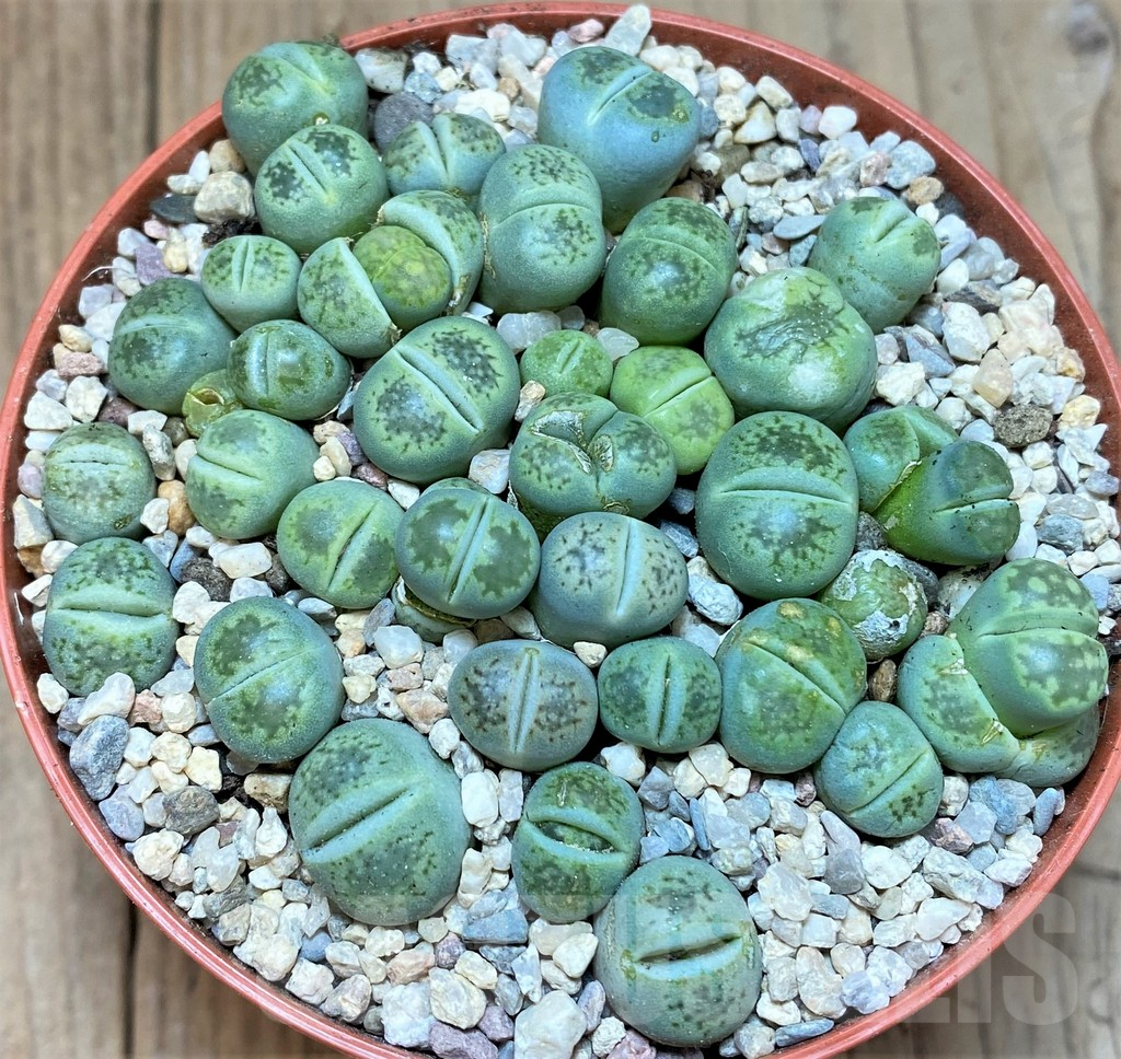 SHPR40004 Lithops fulleri 'Fullergreen'