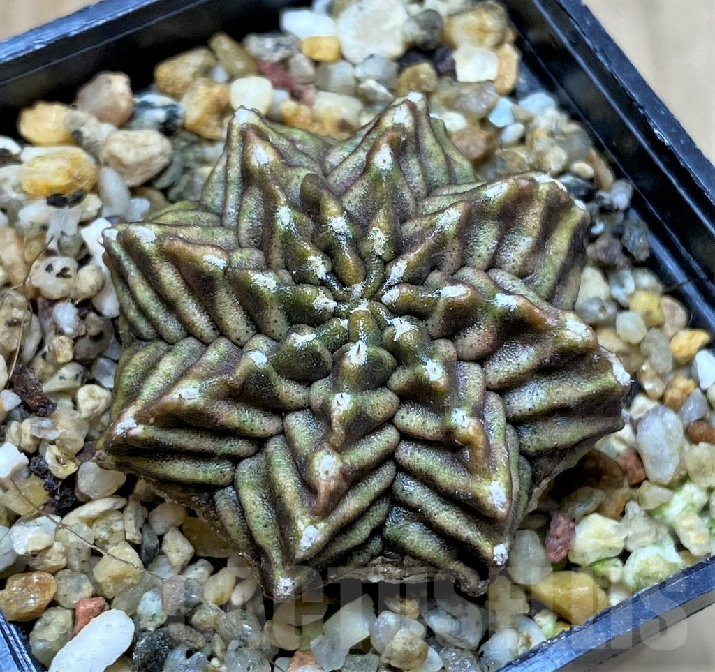 SHPR40011 Gymnocalycium mihanovichii 'Kanomchan' - Image 2
