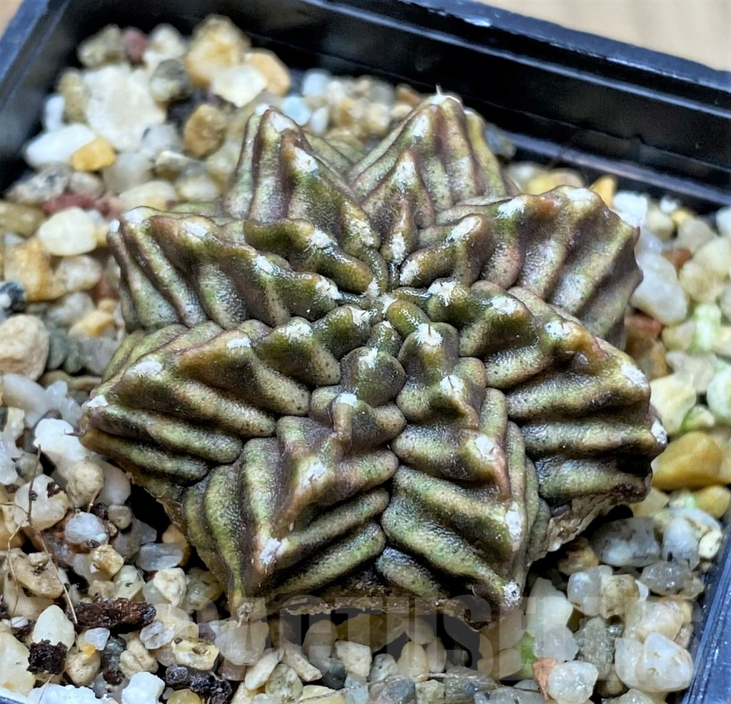 SHPR40011 Gymnocalycium mihanovichii 'Kanomchan'