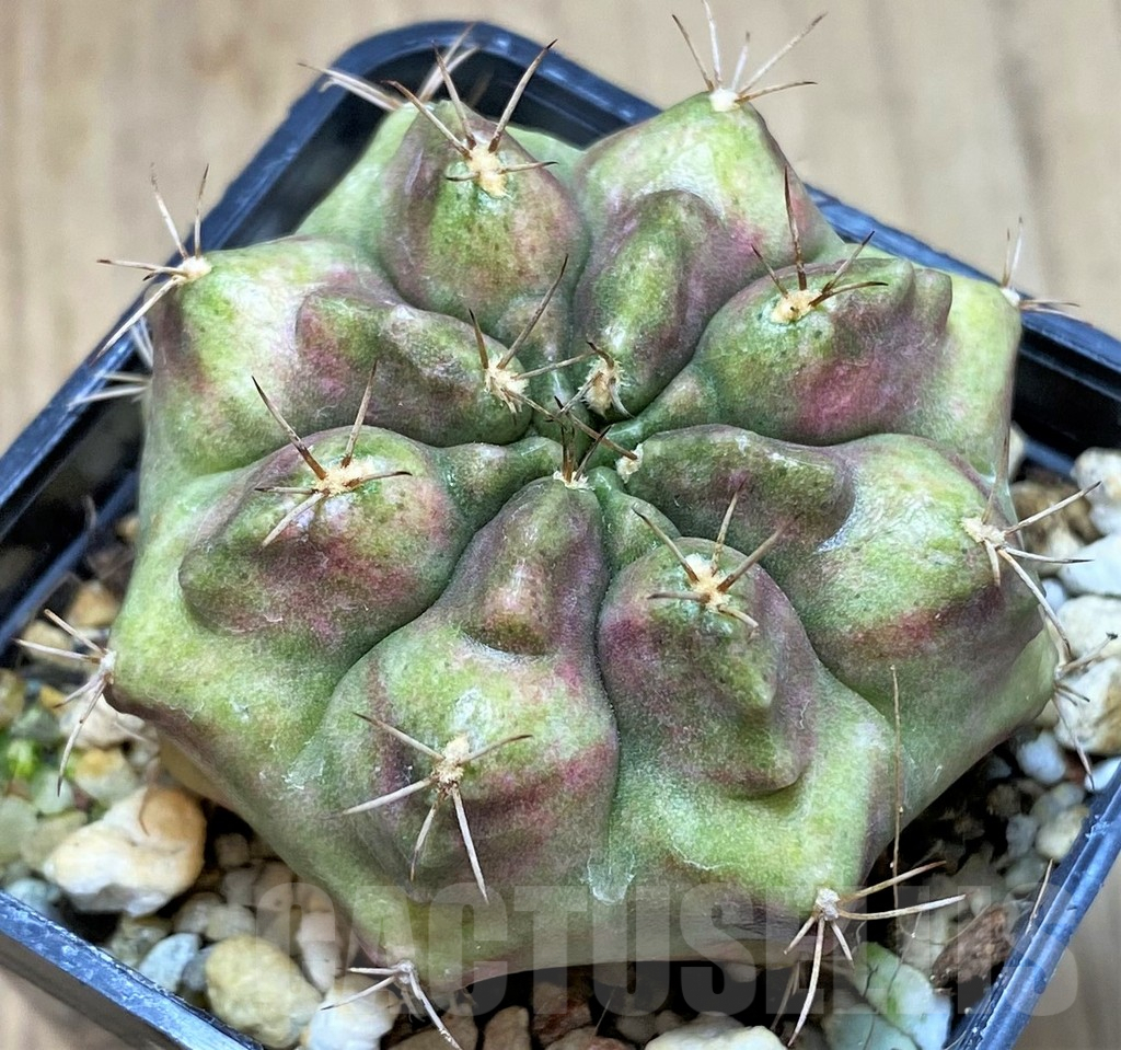 SHPR40012 Gymnocalycium mihanovichii ‘Purple Nebula’