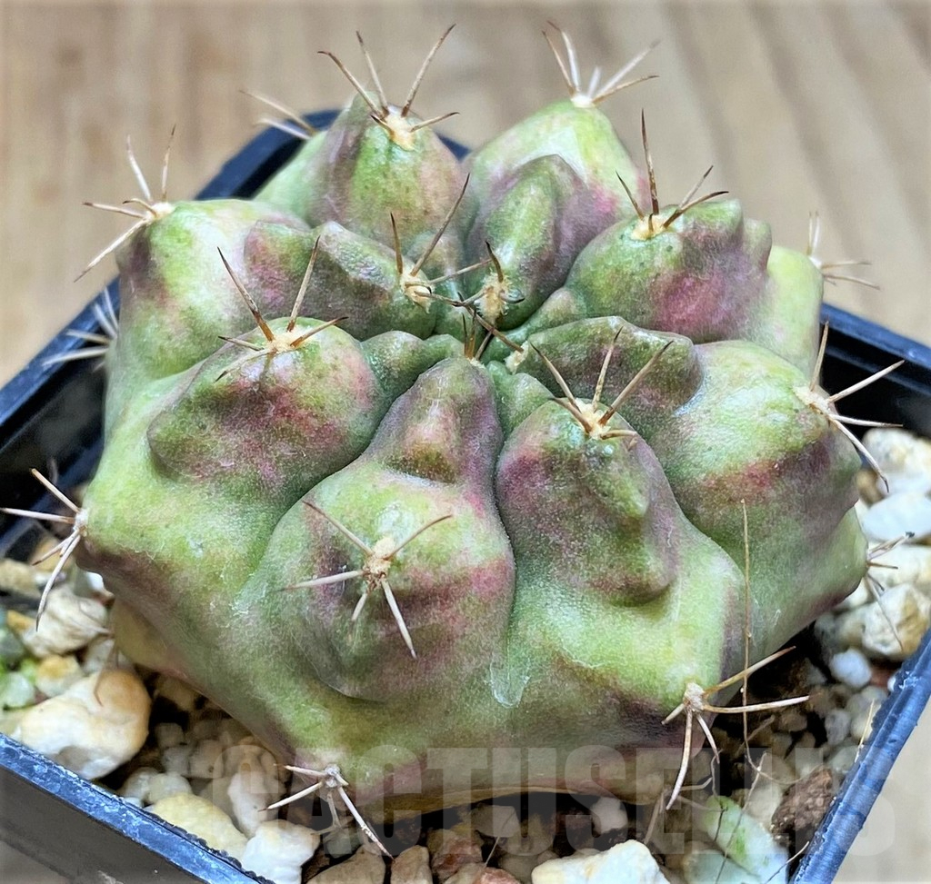 SHPR40012 Gymnocalycium mihanovichii ‘Purple Nebula’ - Image 2
