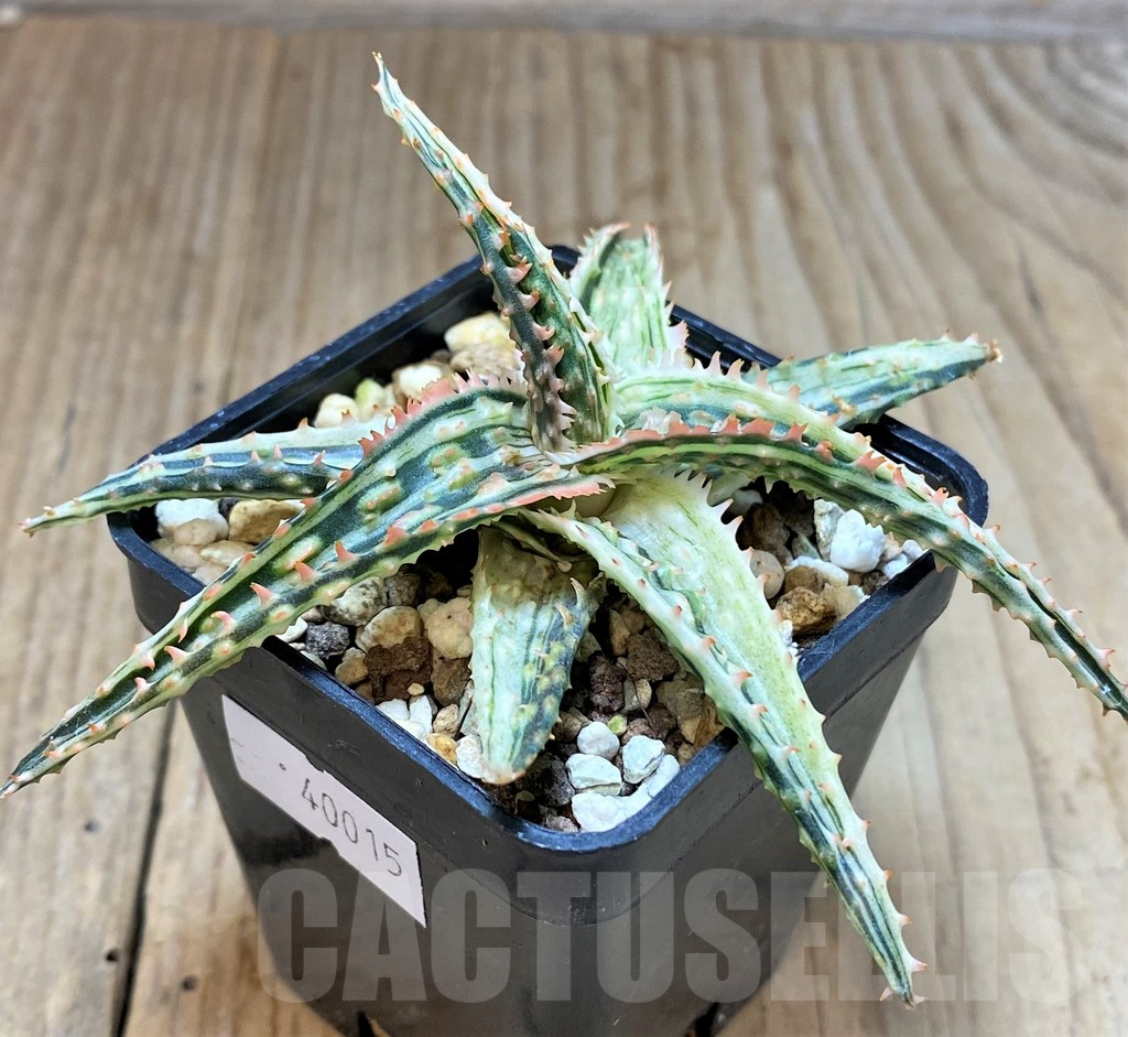 SHPR40015 Alor TCT hybrid f. variegata - Image 2