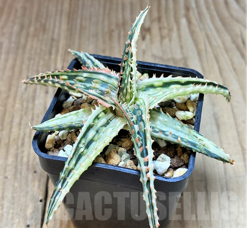 SHPR40015 Alor TCT hybrid f. variegata