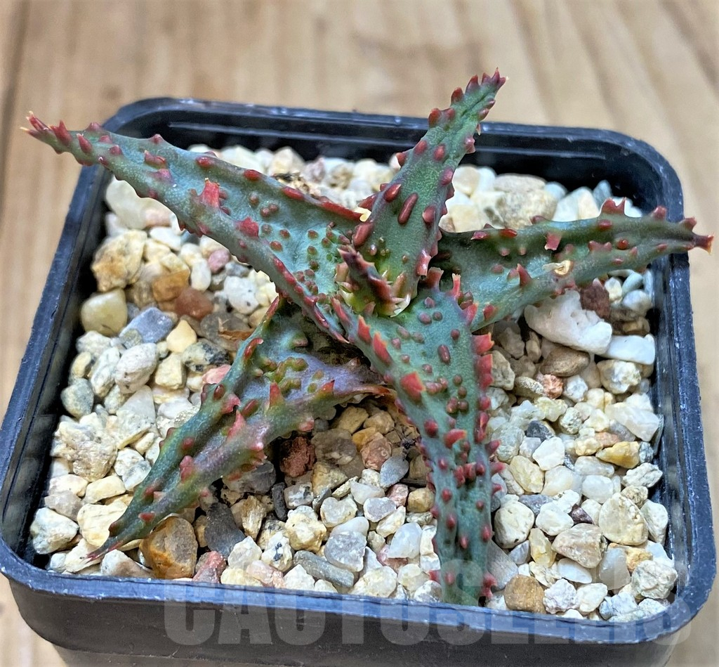 SHPR40276 Aloe castilloniae hybrid - Image 2