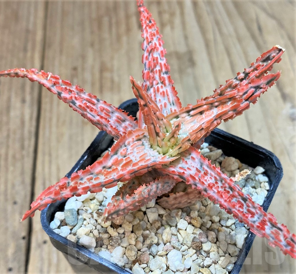 SHPR40277 Aloe TCT hybrid - Image 2