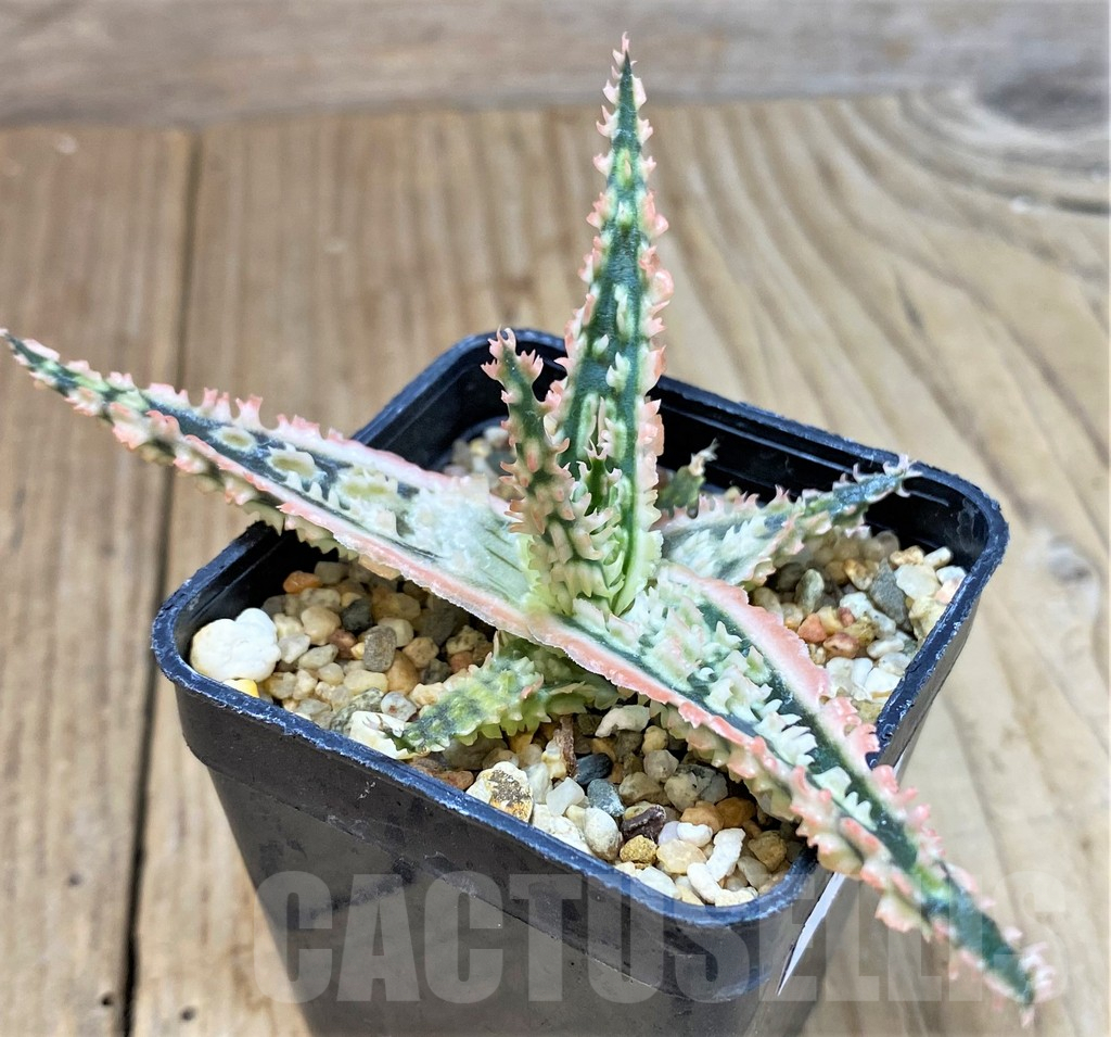 SHPR40283 Aloe TCT hybrid - Image 2