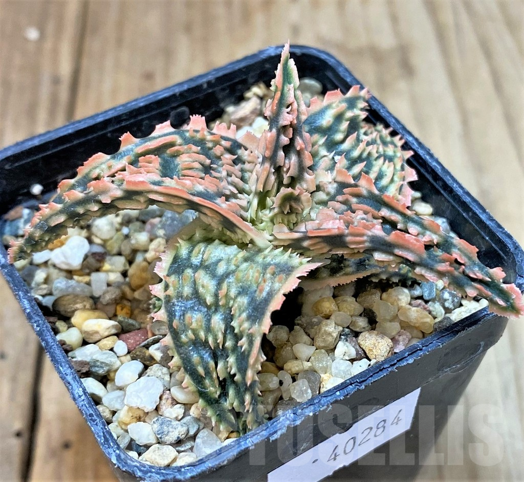 SHPR40284 Aloe TCT hybrid