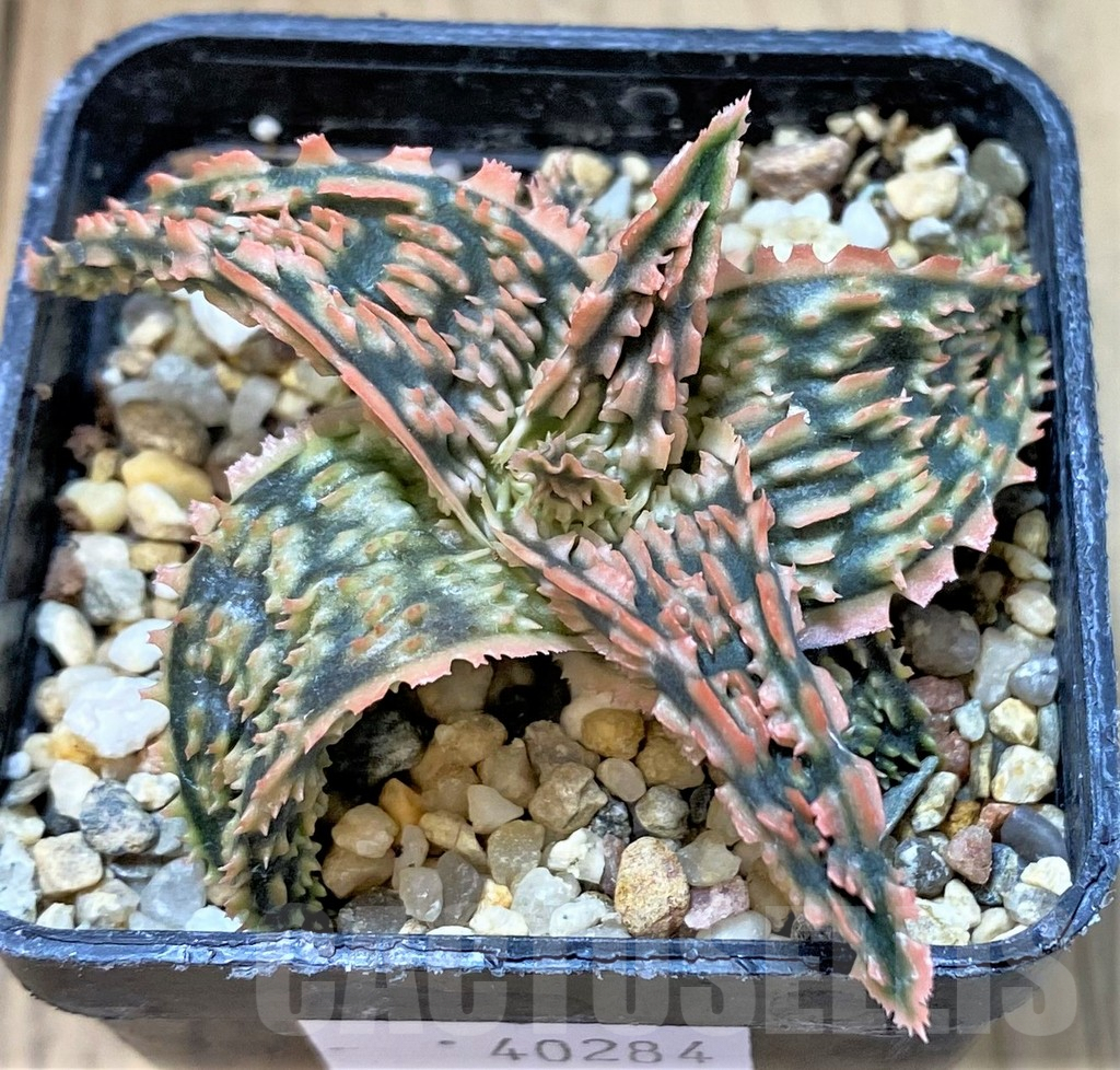 SHPR40284 Aloe TCT hybrid - Image 2