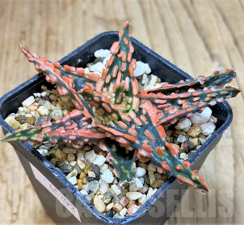 SHPR40292 Aloe TCT hybrid - Image 3