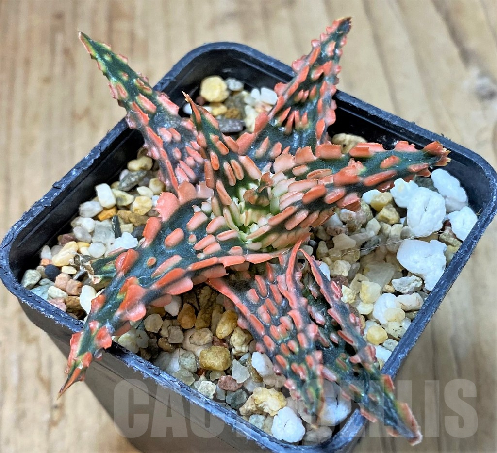 SHPR40292 Aloe TCT hybrid - Image 2