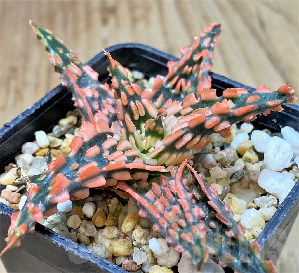 SHPR40292 Aloe TCT hybrid