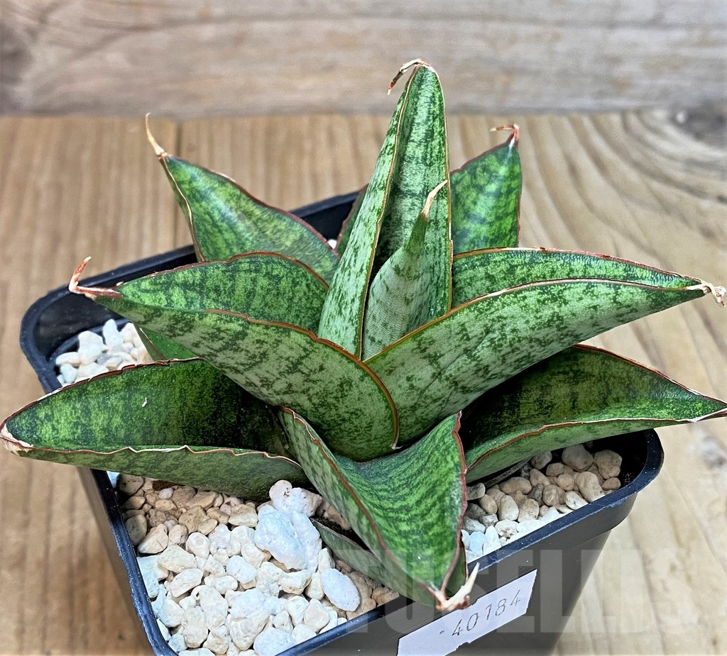 SHPR40184 Sansevieria 'Apollo'