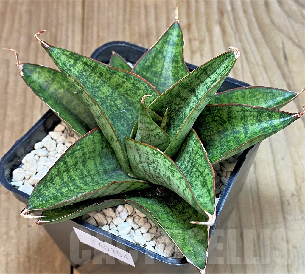 SHPR40184 Sansevieria 'Apollo' - Image 2
