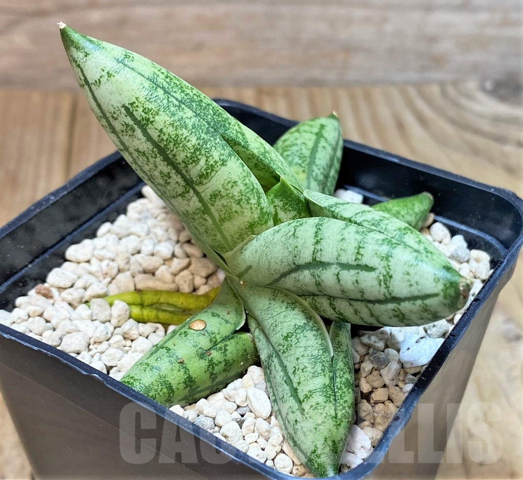 SHPR40192 Sansevieria 'Manee' - Image 2