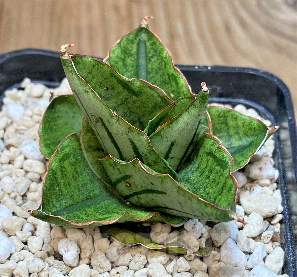 SHPR40193 Sansevieria ‘Mini Rose’ - Image 2