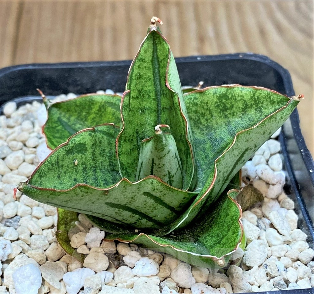 SHPR40193 Sansevieria ‘Mini Rose’