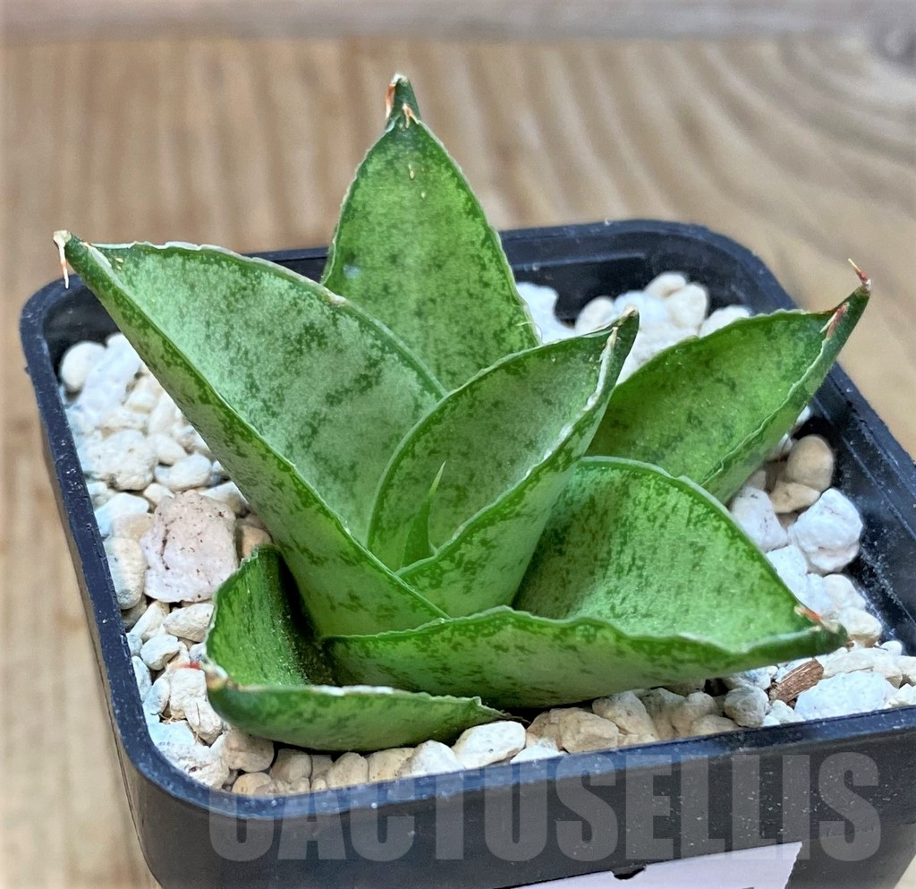 SHPR40195 Sansevieria 'Pagoda'