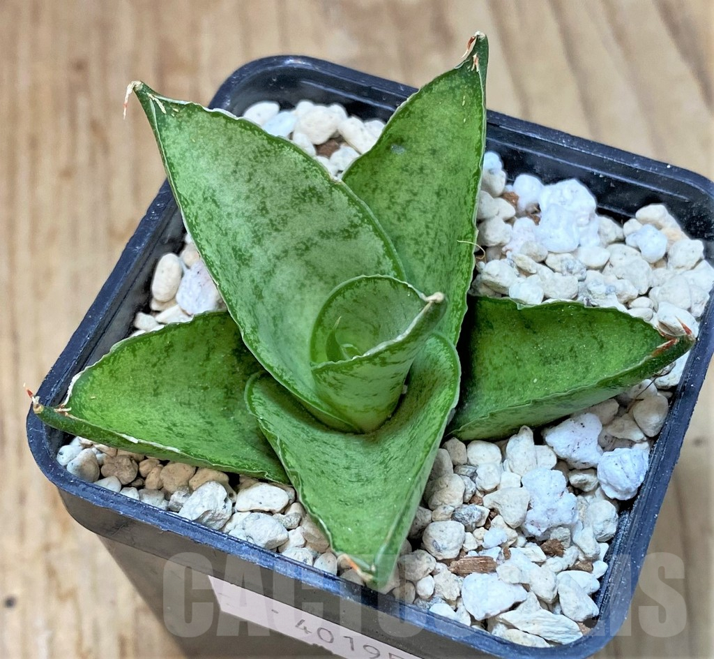 SHPR40195 Sansevieria 'Pagoda' - Image 2