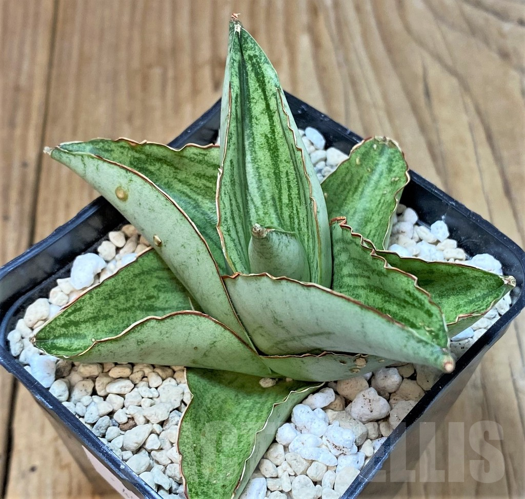 SHPR40198 Sansevieria ‘Hobbit’ hybrid