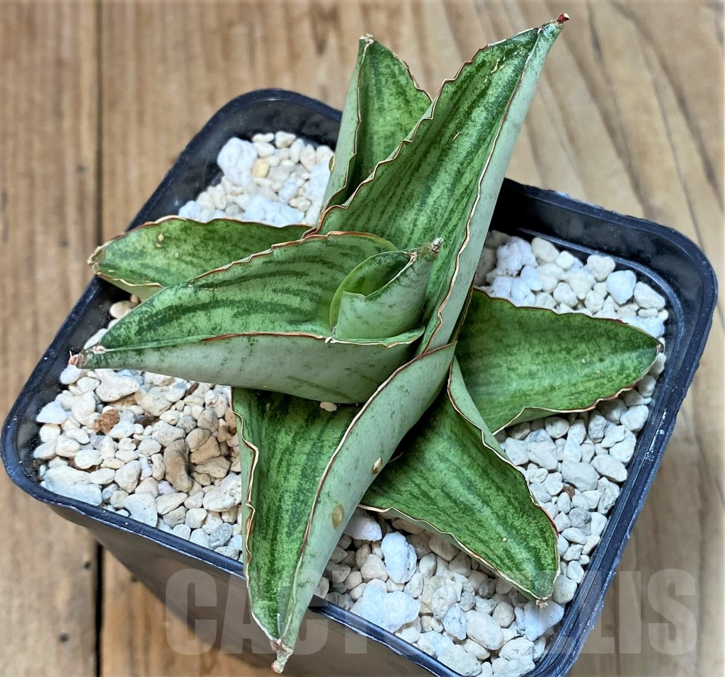 SHPR40198 Sansevieria ‘Hobbit’ hybrid - Image 3