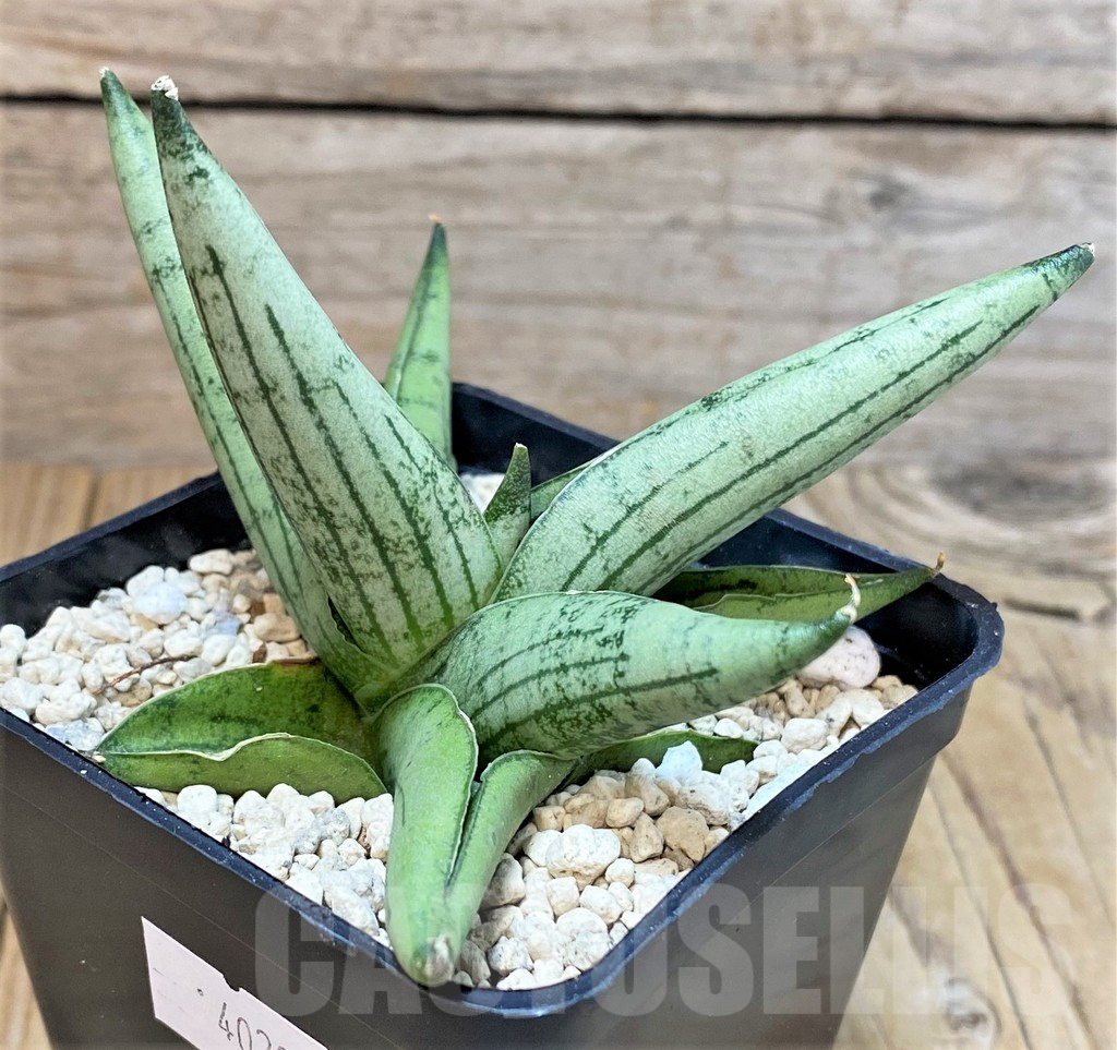SHPR40204 Sansevieria 'Rookie' - Image 2