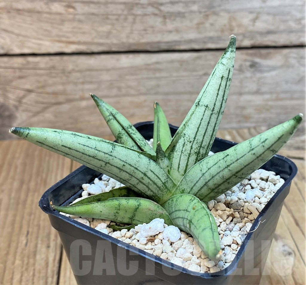 SHPR40204 Sansevieria 'Rookie'