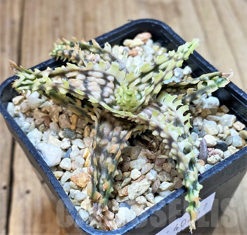 SHPR40267 Aloe TCT hybrid