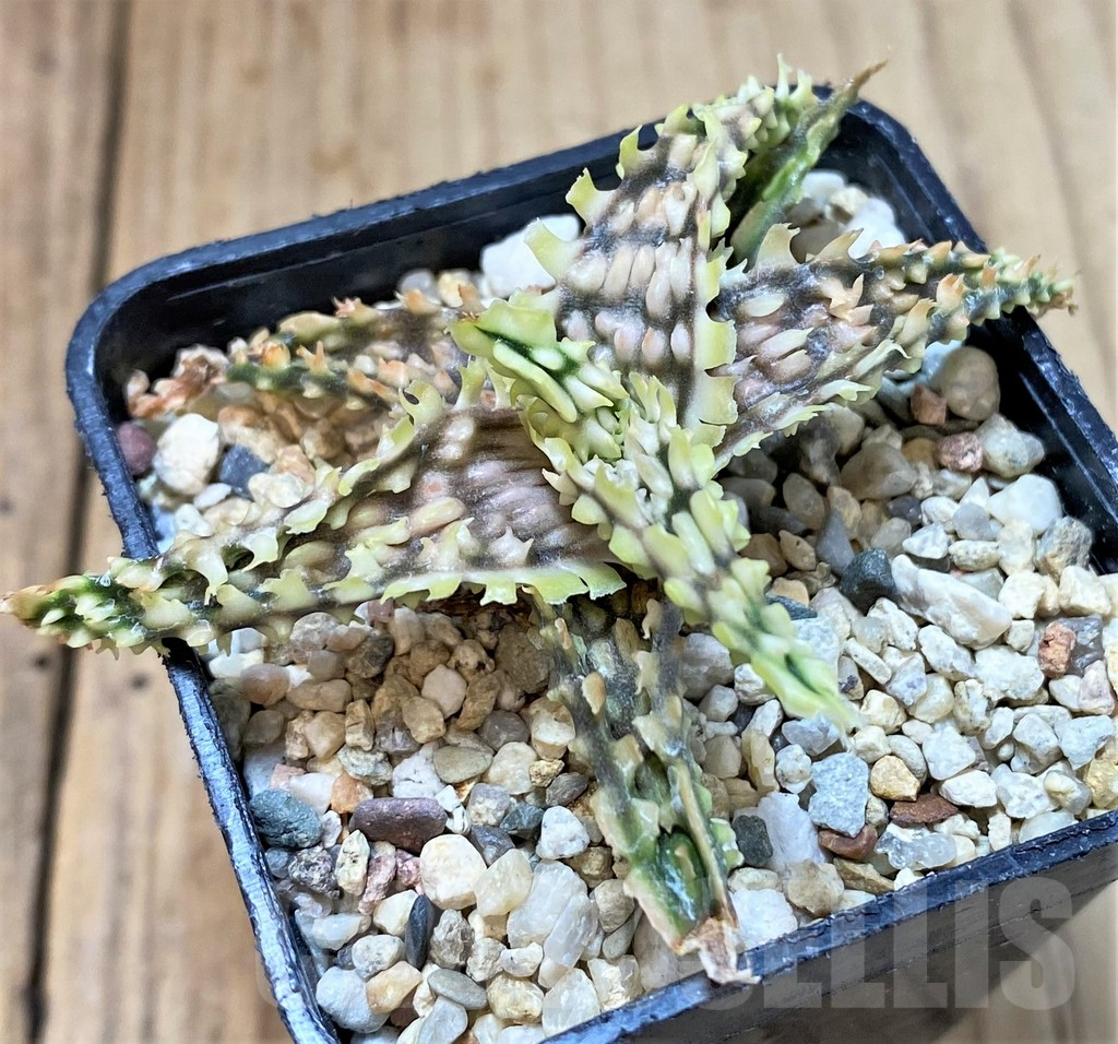 SHPR40267 Aloe TCT hybrid - Image 2