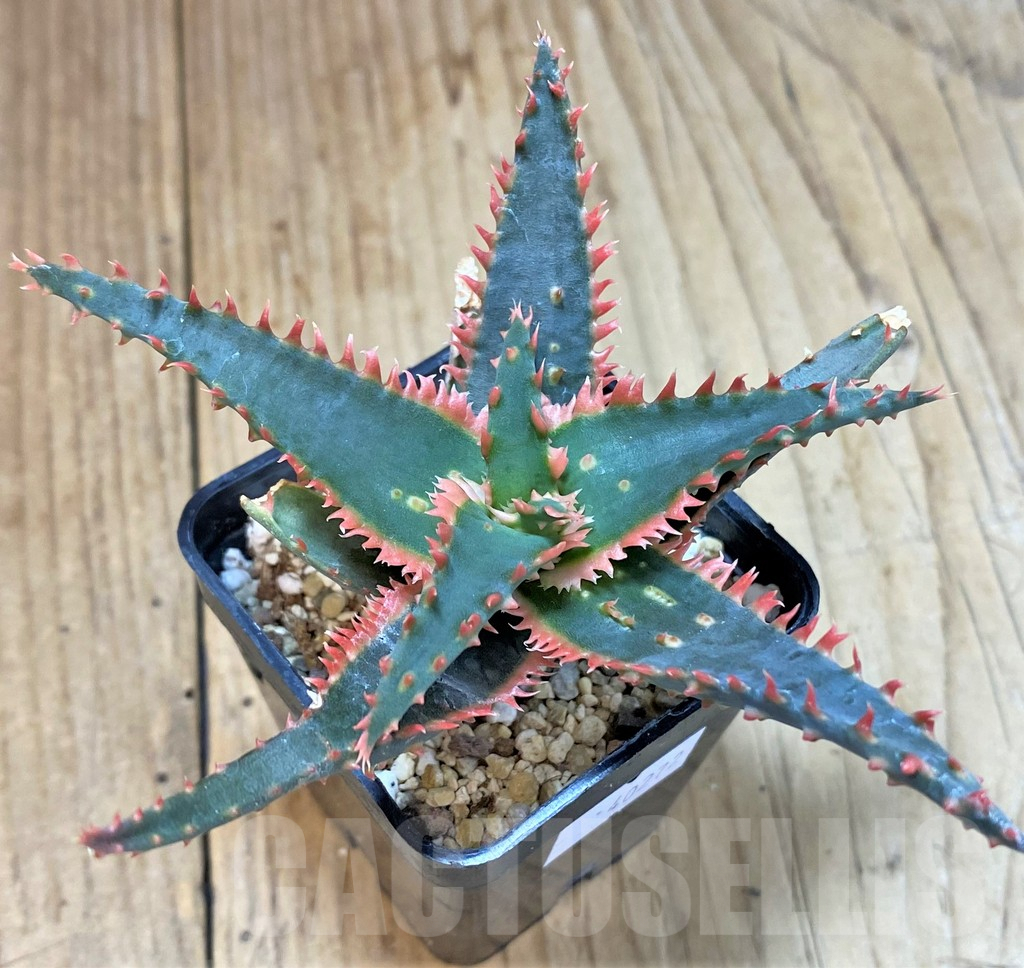 SHPR40272 Aloe TCT hybrid - Image 2