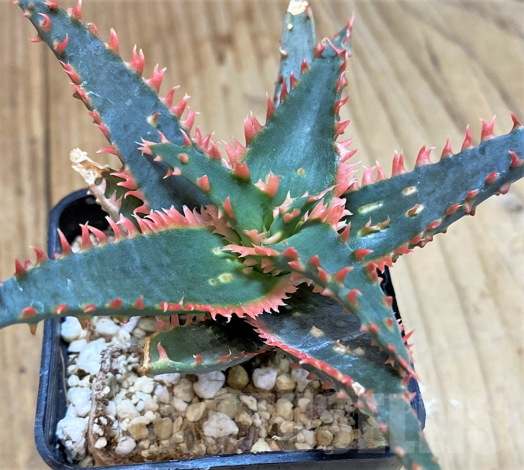 SHPR40272 Aloe TCT hybrid