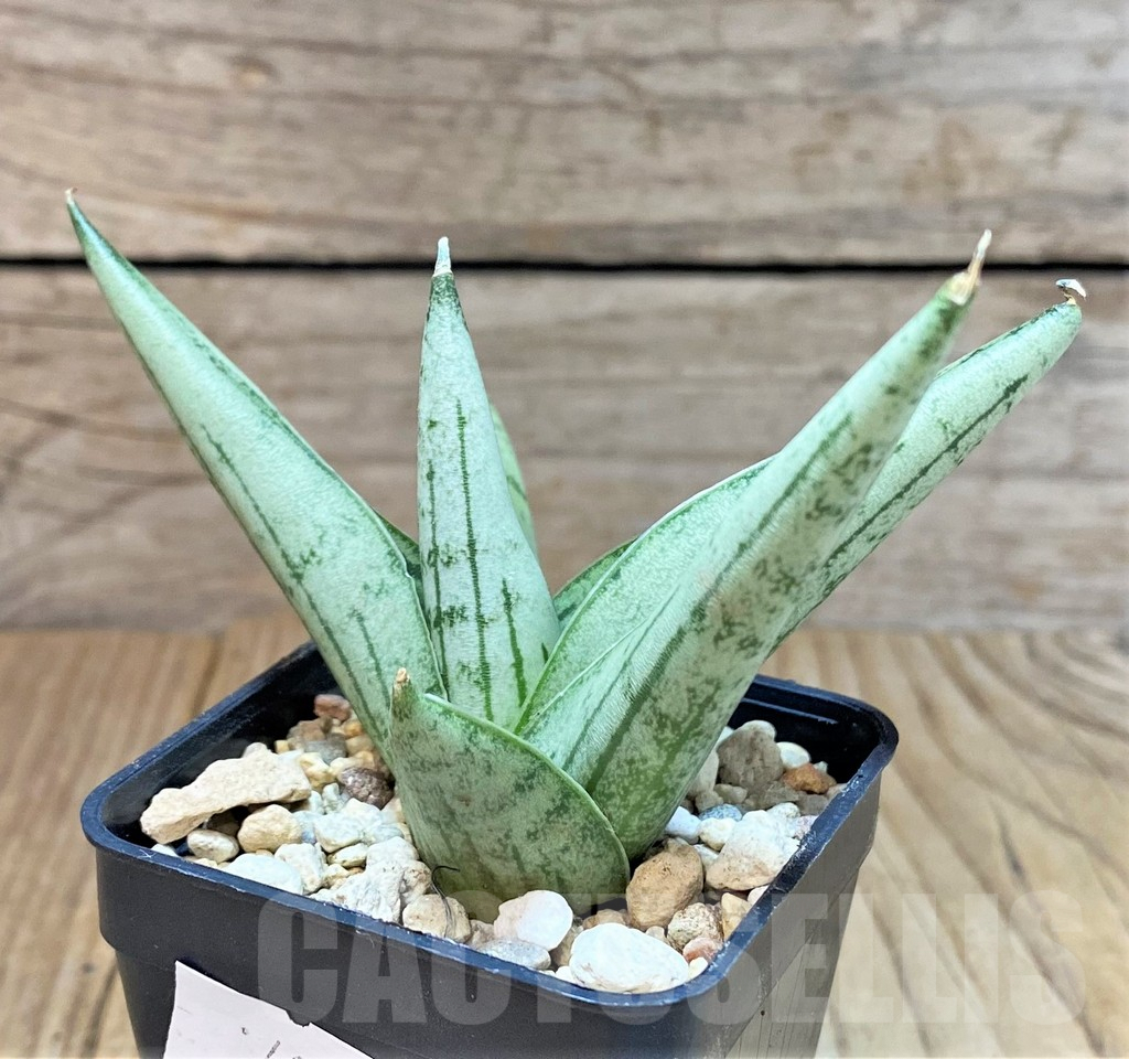 SHPR40296 Sansevieria ‘Rookie’ - Image 3
