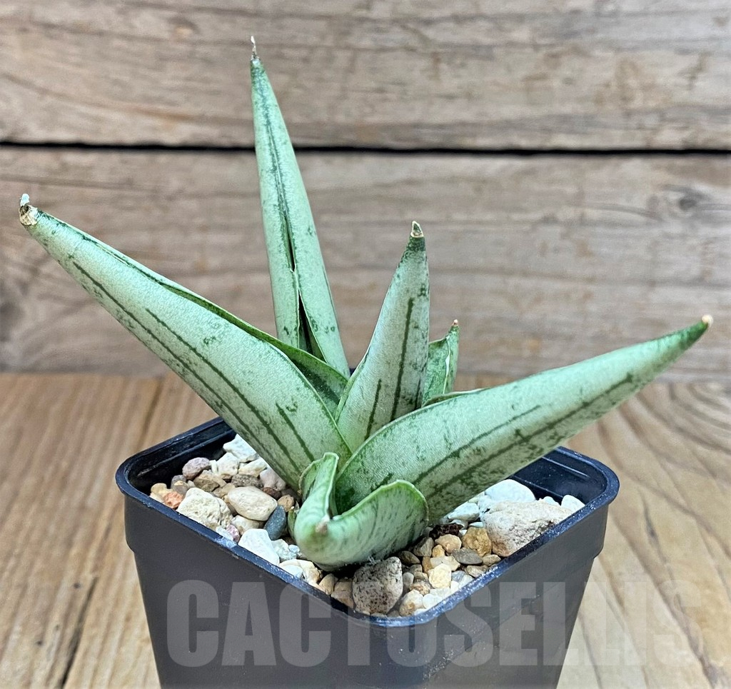 SHPR40296 Sansevieria ‘Rookie’ - Image 2