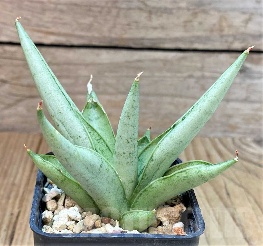 SHPR40293 Sansevieria 'Silver Crown'