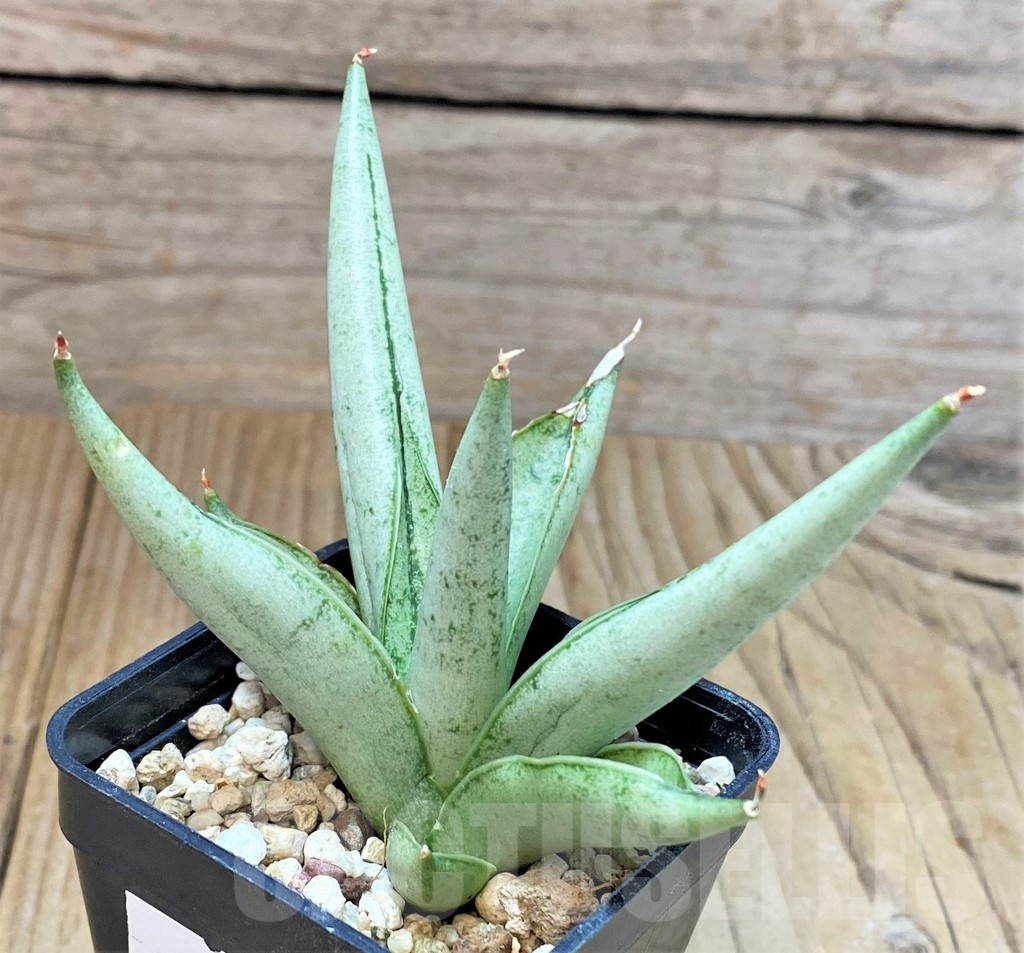SHPR40293 Sansevieria 'Silver Crown' - Image 2
